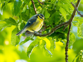 Small cute nestling of titmouse sitting among lush green foliage