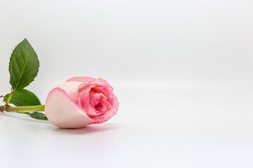 A Delicate Pink Rose
