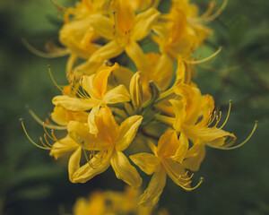 Yellow rhododendron blooms in the garden close up
