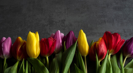 composition of colorful tulips and green leaves on a gray background with space for text