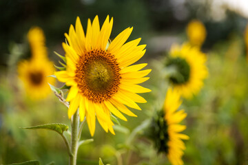 Sunflower on a field. Close-up of sunflower