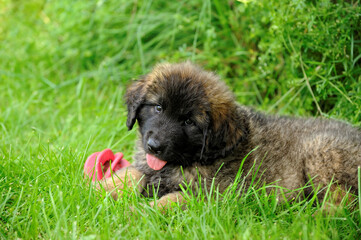 Leonberger  puppy 8 weeks plays in the garden © AnetaPics