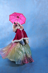 Dog in dress and winter hat on blue background on new year