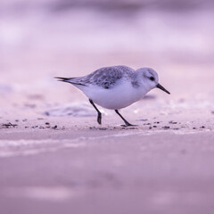 becasseau sanderling