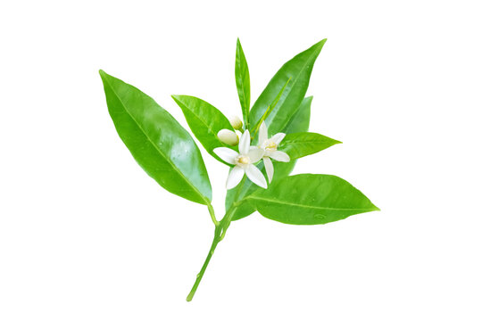 Neroli flowers, leaves and buds branch isolated on white