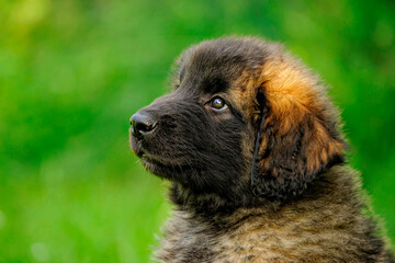 Leonberger  puppy 8 weeks plays in the garden