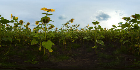 Fototapeta premium Blooming sunflowers and blue sky on a summer day. Summer landscape with sunflowers field. 360VR.