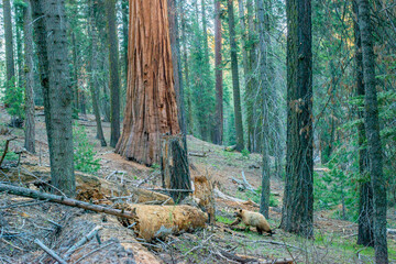Kings canyon national park california