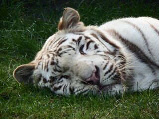 Weißer schlafender Tiger 
