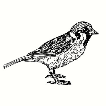 recommend clip art: Hand drawn sparrow standing side view. Ink black and white drawing.