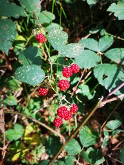 Waldspaziergang - Beeren