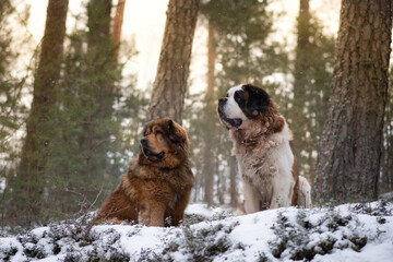 two dogs posing in winter forest, tibetan mastiff and saint bernard  