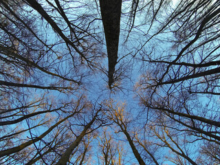 Look up