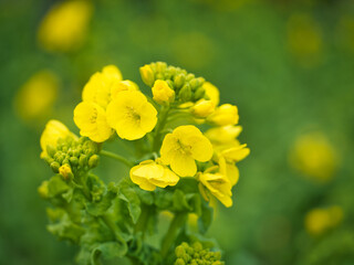 春の野に咲く菜の花 © Keiichi