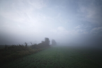 Morning mist on a rural field with agricltural crops