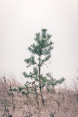 Fototapeta na wymiar Small pine tree standing alone in frozen grass