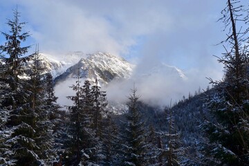 Obraz premium Snow covered spruces trees and misty Tatra mountains in background