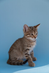 Shorthair tabby kitten on a blue background.