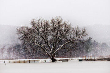 Lone trees in the snow.  Heavy snow falling in the small town of Windsor in Broome County in Upstate NY.  Tree and fence in field during very heavy snow winter of 2021.