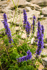 Medicinal purple herb. Purple flowers of Siberia. 