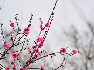 梅の花７　ピンク