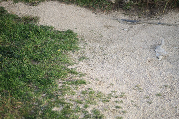 Ruins of an ancient Greek city by the sea. Chersonesos. The ancient city. Black Sea.	
