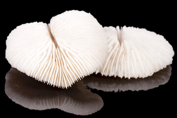 Two sea shell of fungia coral isolated on black background, mirror reflectio