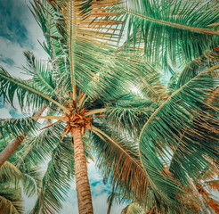 Palm trees under a cloudy sky in Guadeloupe