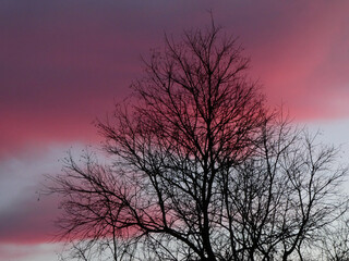 Purple morning sky and tree at sunrise