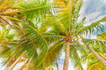Fototapeta premium Coconut palm trees under a cloudy sky in Guadeloupe