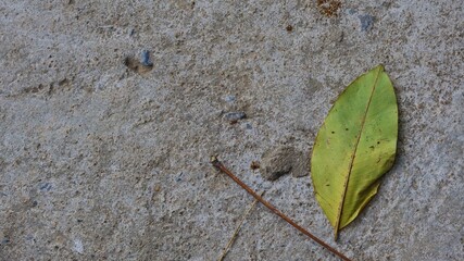 red ant on leaf
