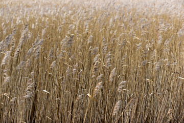 .The texture of the meadow, .The texture of the meadow.