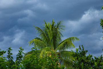 Detalhe de copa de coqueiro em tarde de céu com nuvens e chuva no Brasil