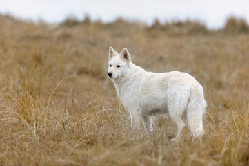 White Swiss Shepherd on the ocean in holiday