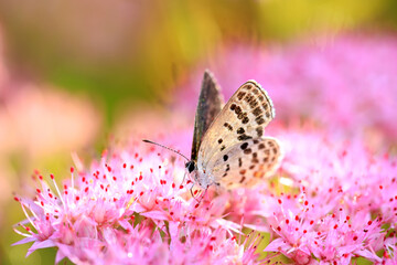  A butterfly is gathering honey