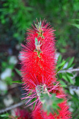 Bottlebrush plant colored red from tropical areas.