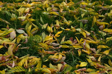 Yellow fallen leaves of trees on the green grass