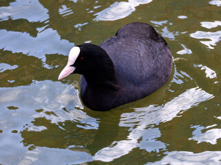 duck swimming in the water