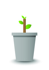 plant in a pot