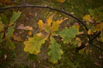 Oak branch with green-yellow leaves