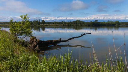 a lone driftwood is reflected in the lake against the background of the forest and mountains
