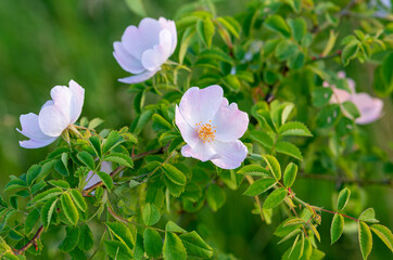 Obraz premium Rosa canina, dog rose