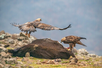 Eagles in the beautiful Bulgaria nature