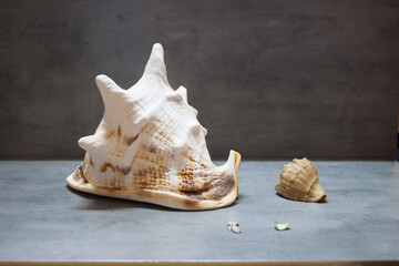 conch cockleshell is isolated on white background, close up