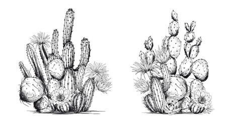 Black and white cacti composition. © JeannaDraw