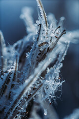 //COVEN.OF.FORGOTTEN.LIGHT