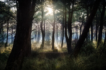 Naklejka premium morning in the woods