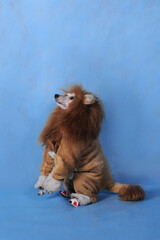 Dog poodle in lion costume