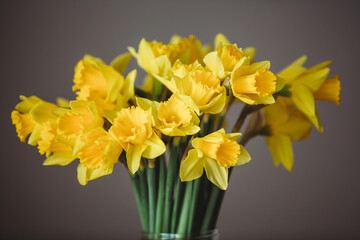 ein frischer Blumentrauß mit schönen gelben Osterglocken in einer Vase