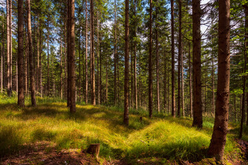 Waldstimmung in Österreich im Sommer